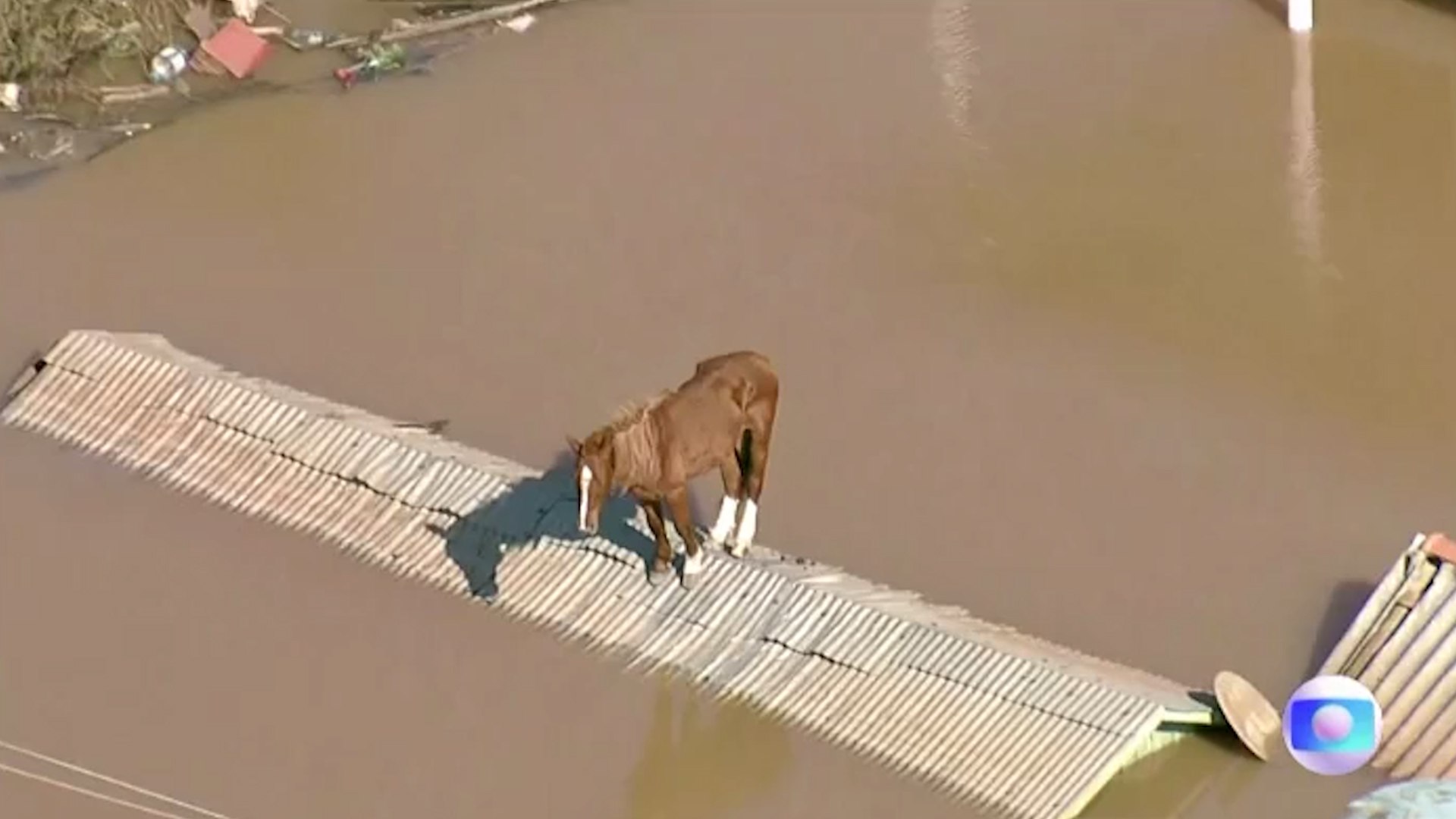 Dramtica imagen de un caballo atrapado sobre un tejado rodeado de agua por las inundaciones en Brasil