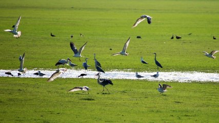 Muş Ovası toy kuşlarına da yuva oluyor