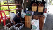 delicious sweet and sour salak fruit indonesian street food