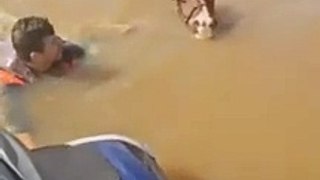 Cavalo submerso em Canoas é resgatado por vice-prefeito