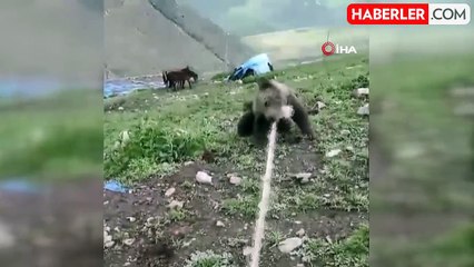 Kuyuya düşen yavru ayıyı boynuna halat atarak çıkardılar