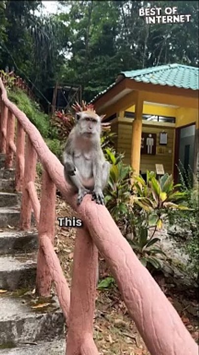 Monkey Madness | Tourist Gets Hilariously Schooled by Mischievous Primate