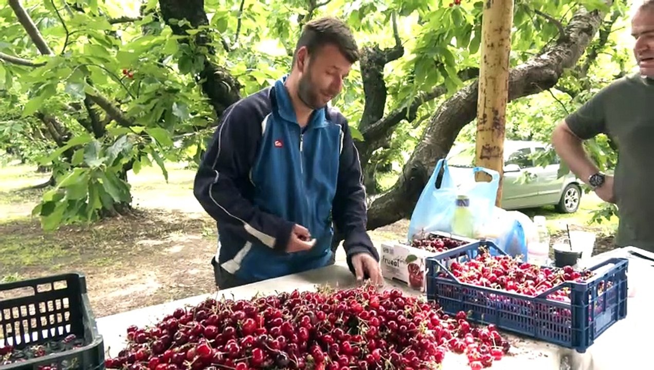 Άρχισε η συλλογή κερασιών στο Φραντζή του δήμου Λαμιέων
