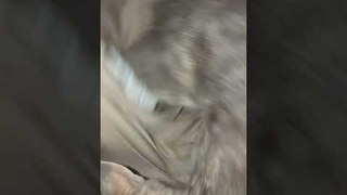 Cat Introduces New Born Kittens to Owner