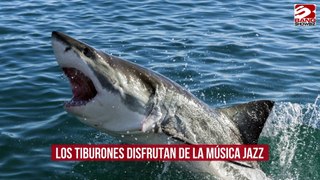 Los tiburones disfrutan de la música jazz