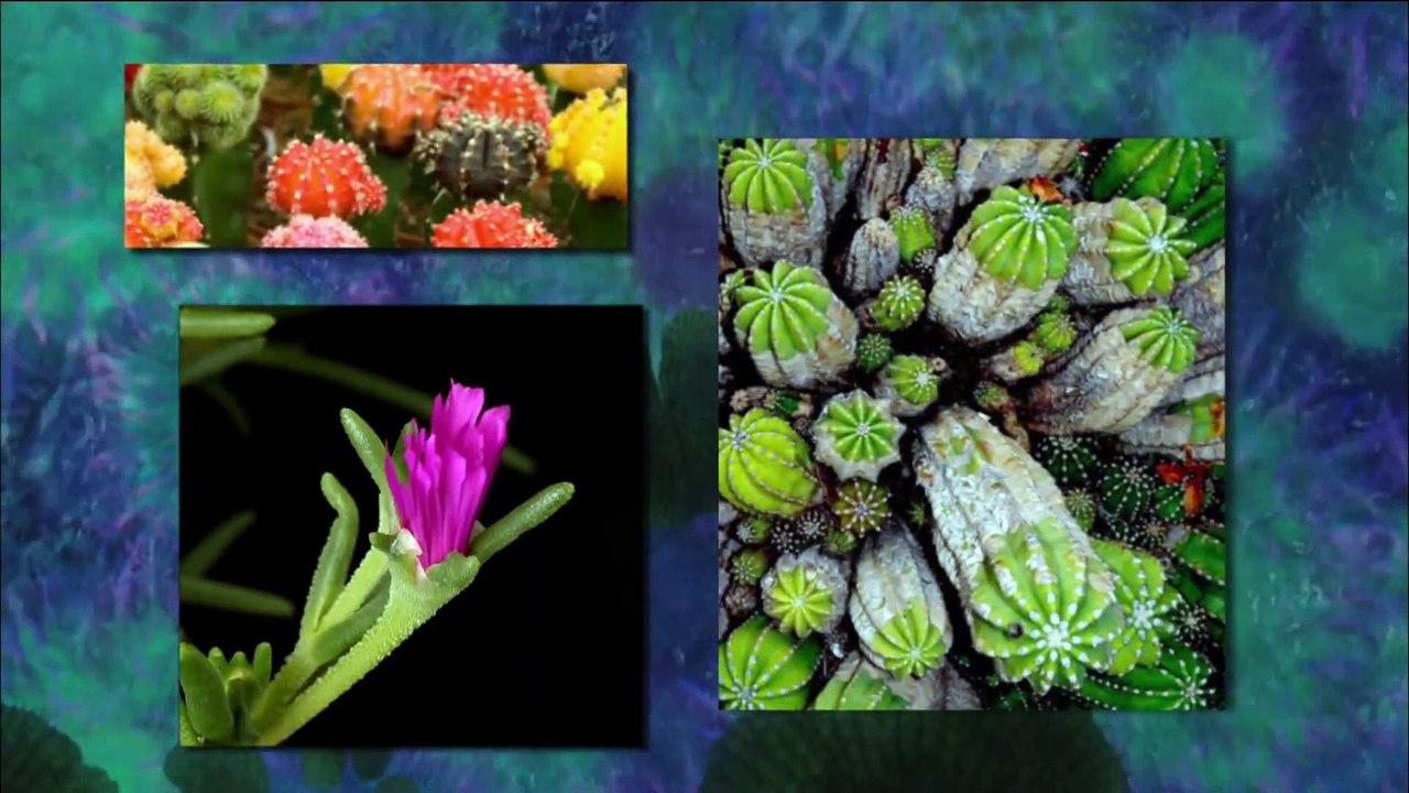 Avatar: Detrás de las Cámaras - Cómo se Hizo la Película que Revolucionó el Cine