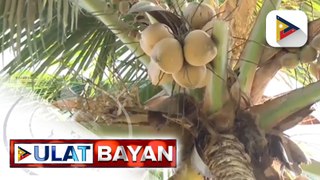 PBBM, target na maging world's no. 1 coconut exporter ang Pilipinas