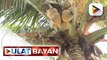 PBBM, target na maging world's no. 1 coconut exporter ang Pilipinas