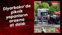 Diyarbakır’da piknik yapanların arasına at daldı