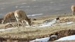 Pregnant Xizang Antelopes Begin Annual Migration for Birthing Season