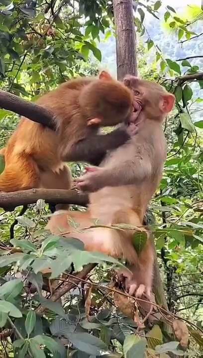 Videos animales