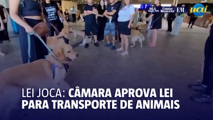 Câmara aprova a lei para transportes de animais