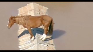 Imágenes de este caballo parado sobre un tejado en la localidad de Canoas en Brasil, tras las inundaciones ocurridas en el sur de ese país el pasado 4 de mayo, se muestran en redes sociales.  Según la información