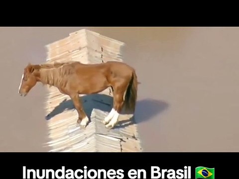 Imágenes de este caballo parado sobre un tejado en la localidad de Canoas en Brasil, tras las inundaciones ocurridas en el sur de ese país el pasado 4 de mayo, se muestran en redes sociales. Según la información