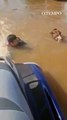 Vice-prefeito de Santo Antônio da Patrulha resgata cavalo ilhado em enchente