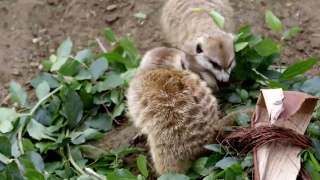 Meerkats Have So Much Fun Doing This Specific Thing