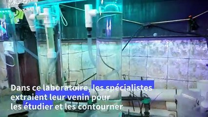 En Australie, extraire du venin d'animaux pour sauver des vies