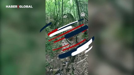 Uludağ'da yaralı halde bulunan ayı koruma altına alındı