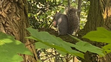 Meeting with a squirrel turns into a shared snack adventure