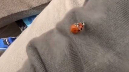 Comedic chaos ensues as 'Ladybird Romance' ignites awkward parental intervention!