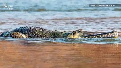 Can You Identify the Gender of Dinosaurs?