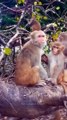 कर परेशान, नहीं दूंगा  #comedy #realfools #mrchopravines #monkeycomedyvideo #funny #animal #viral