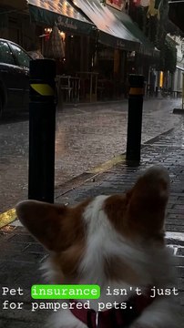 Pet Insurance 101 Caring for Your Furry Family Members