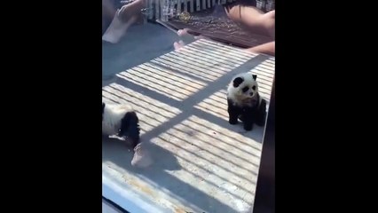 Ce sont des chiens ou des pandas ???