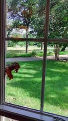 Cette ruche d'observation d'intérieur est juste géniale