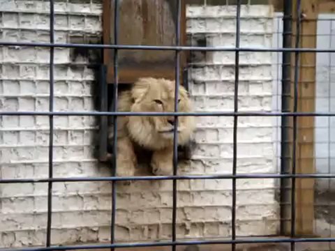 Bro is tired of his noisy neighbors | Angry Lion