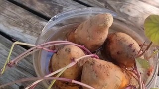 Potager : Je prépare les patates douces ! #DailySeMetAuVert (Exclusivité Dailymotion)