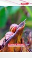 El caracol africano fue detectado en cultivos del Trópico cochabambino. Pero, ¿qué es esta especie? ¿Es peligrosa?