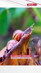 El caracol africano fue detectado en cultivos del Trópico cochabambino. Pero, ¿qué es esta especie? ¿Es peligrosa?