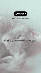 Cat Nap � - Easy Cat Care Tips for Everyone
