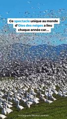 Le plus long vol d'oiseau du monde !