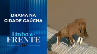 Cavalo ilhado em telhado é resgatado em Canoas (RS) | LINHA DE FRENTE