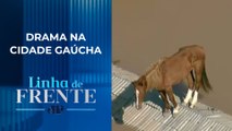 Cavalo ilhado em telhado é resgatado em Canoas (RS) | LINHA DE FRENTE
