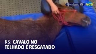 Cavalo que estava em telhado no Rio Grande do Sul é resgatado