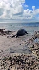 Jangadeiros e guias turísticos auxiliam no retorno do animal ao mar
