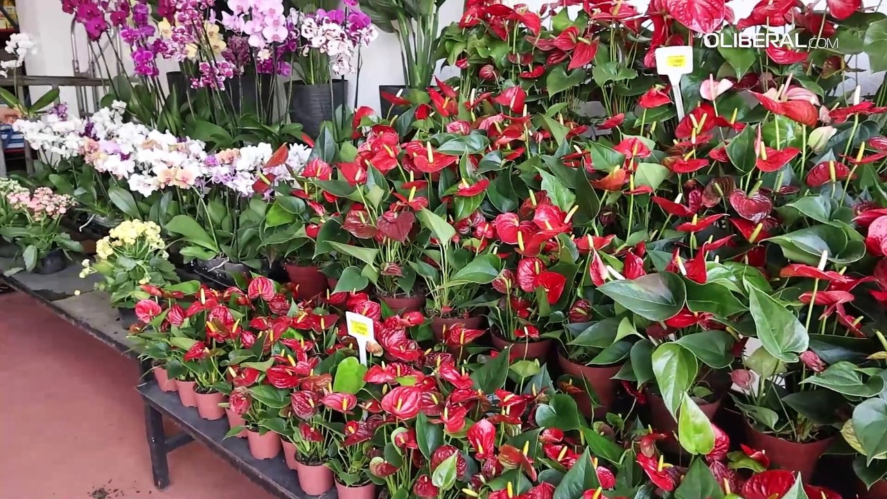 Dia das Mães 2024: data aumenta movimento