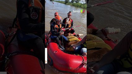 Vídeo mostra transporte de 'cavalo caramelo' após resgate que comoveu o Brasil #shorts