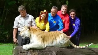 The Wiggles There Are So Many Animals 2013...mp4