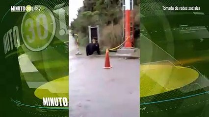 Majestuoso oso de anteojos visitó el embalse Chingaza de Bogotá