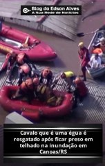 Cavalo que é uma égua é resgatado após ficar preso em telhado na inundação em Canoas/RS