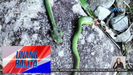 Download Video: 35-anyos na lalaki, naospital matapos matuklaw ng green pit viper | UB