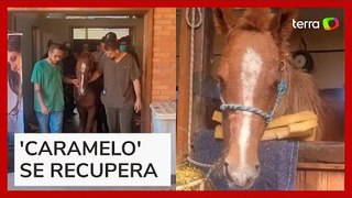 Cavalo 'caramelo' recebe tratamento em hospital após ser resgatado no RS