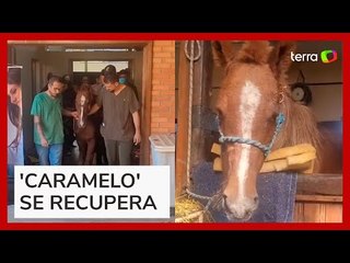 Cavalo 'caramelo' recebe tratamento em hospital após ser resgatado no RS