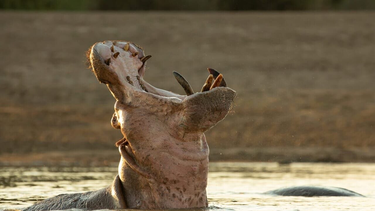 The hippo king