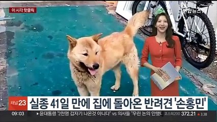 [핫클릭] 실종 41일 만에 집에 돌아온 반려견 '손홍민' 外