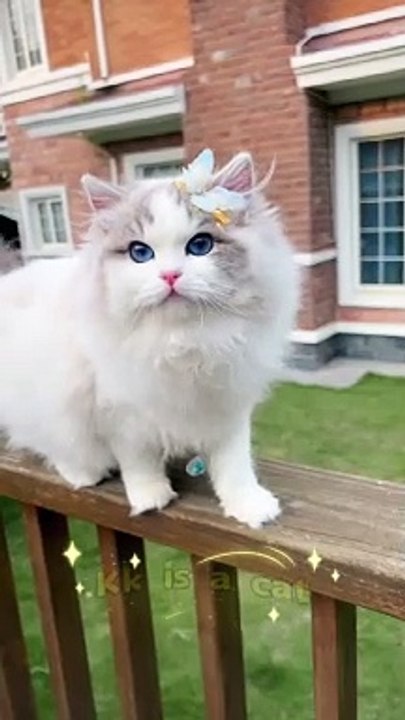 Cutest cat